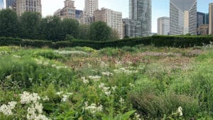 Сад Лури , Миллениум Парк