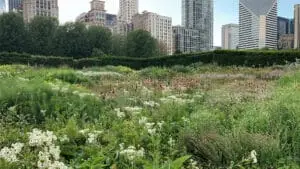 Сад Лури _600