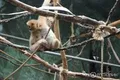 Чикагский зоопарк Линкольн-Парк (Lincoln Park Zoo)
